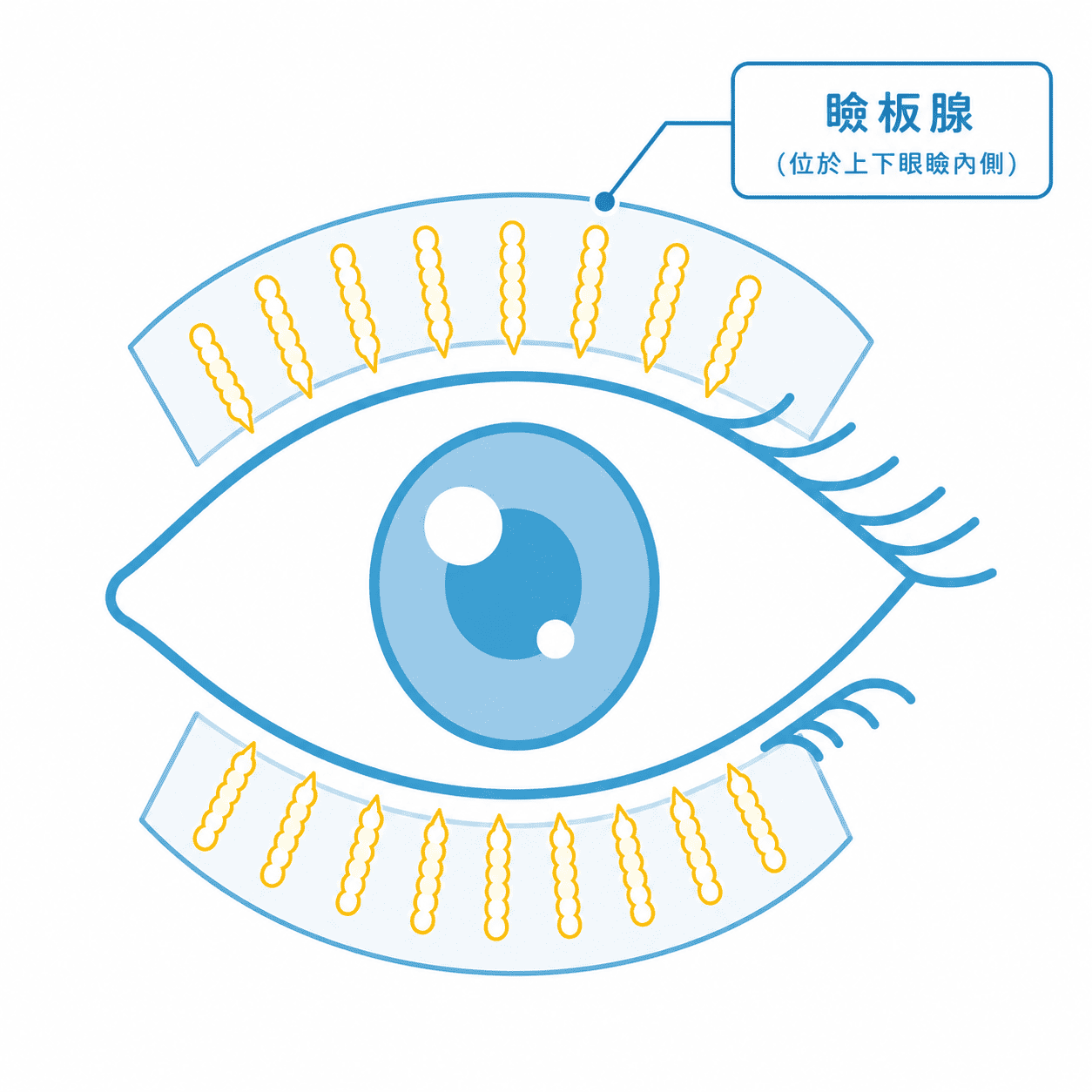 正常的瞼版腺型態