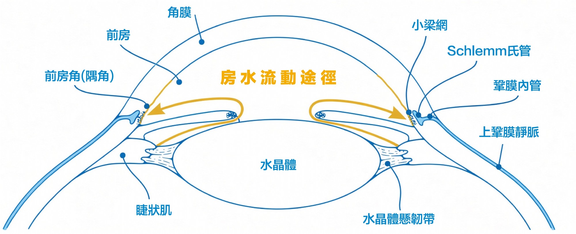 眼球房水流動途徑